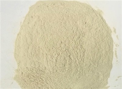 Hvað gerist ef þú ert með of mikið af Bacillus Coagulans?